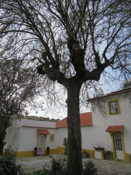 Quintal Do Freixo - Country House Sobral de Monte Agraço Exterior foto